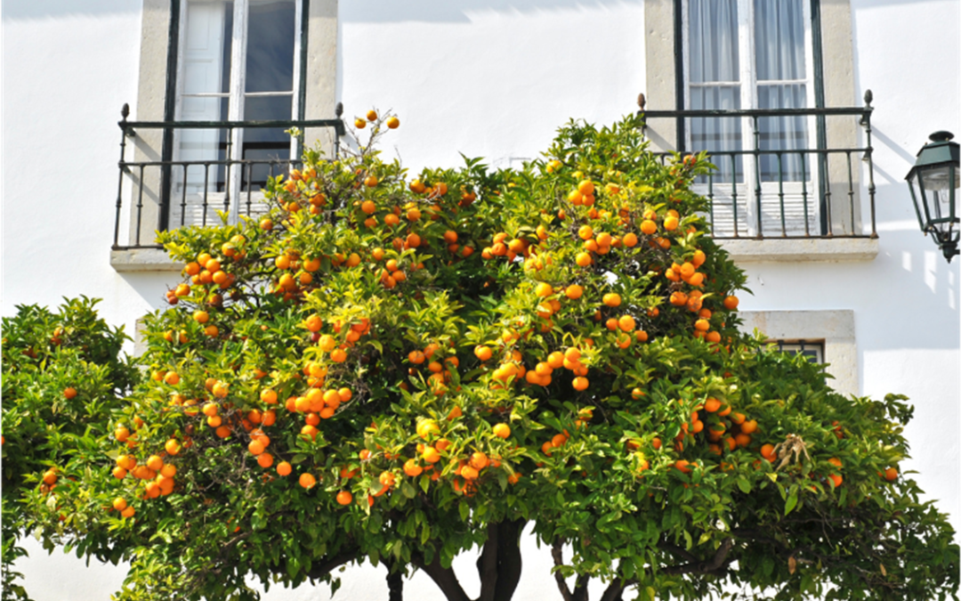 Os segredos das laranjas
