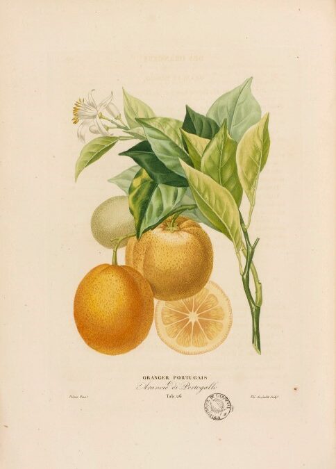 A Laranja Portuguesa
